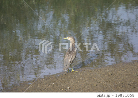 ゴイサギの幼鳥 ゴイサギの幼鳥 19951059