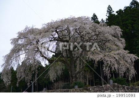 水戸野枝垂桜 19951093