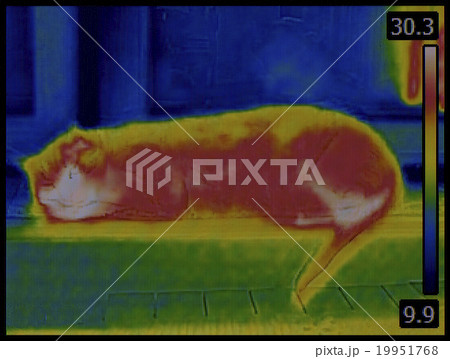 Cat Infrared Image 19951768