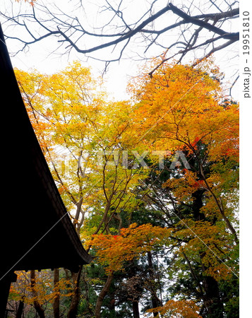 世界遺産　平泉　中尊寺の紅葉 19951810