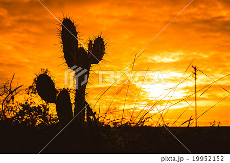 Silhouette of Saguaro Cactus at Sunset 19952152