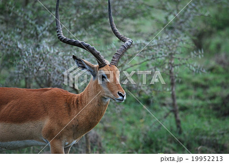 サバンナ 大カモシカ ケニアの写真素材