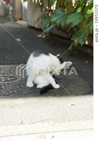 猫 猫 19953370