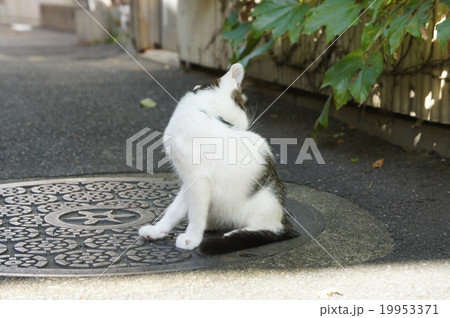 猫 19953371
