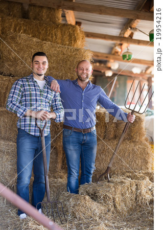 Two farmers working in barn. Two farmers working in barn. 19954216