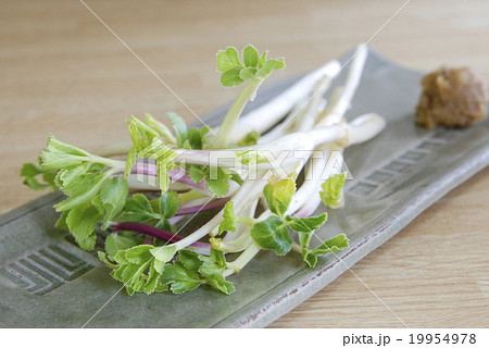 浜防風　新芽 19954978