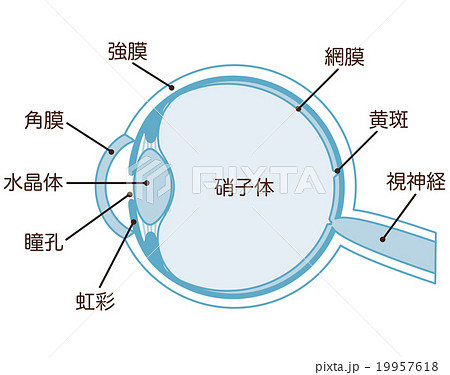 目の断面図 構造のイラスト素材