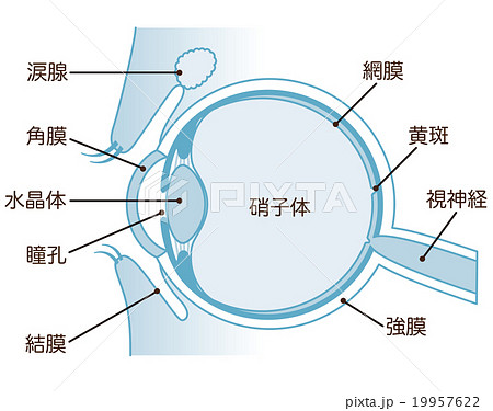 目の断面図 構造のイラスト素材