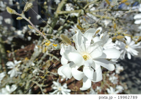 白いコブシの花 （ロイヤルスター） 19962789