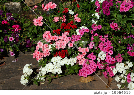 flower in the garden 19964619