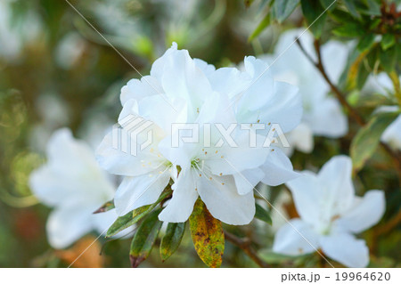 White azalea flowers in spring. 19964620