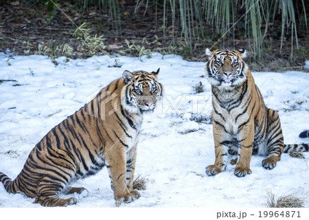 スマトラトラの姉妹 19964871