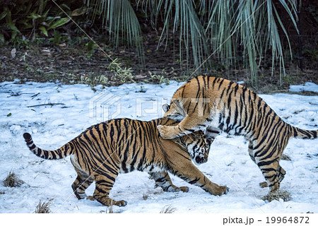 スマトラトラの姉妹 19964872