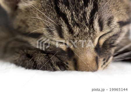 眠る猫 眠る猫 19965144