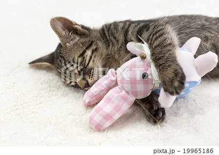 Cat carrying clearance stuffed animal