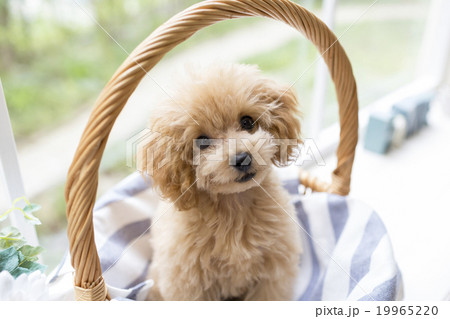 トイプードル 19965220