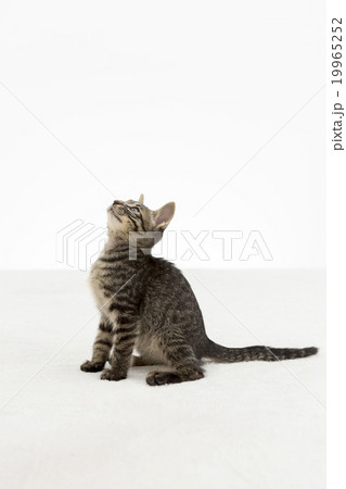 上を見る猫 上を見る猫 19965252