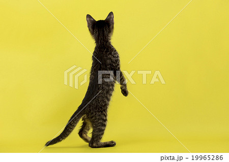 立ち上がった猫の後ろ姿の写真素材
