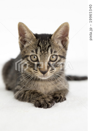 猫 猫 19965340