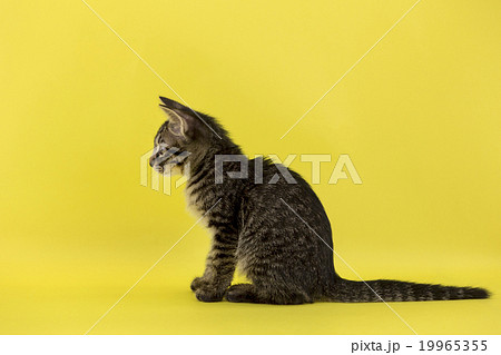 横向きの猫の写真素材