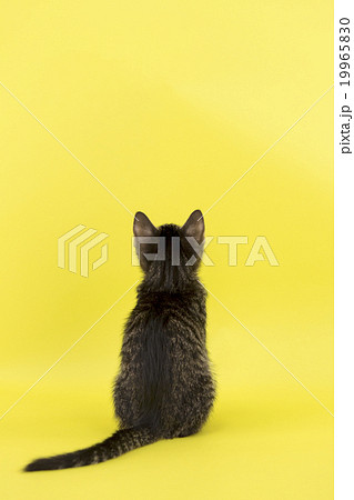 猫の後ろ姿の写真素材