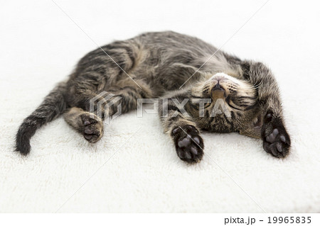 両手を挙げて眠る猫 19965835