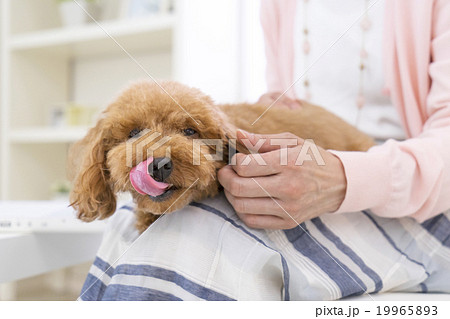 舌なめずりをするトイプードルの写真素材