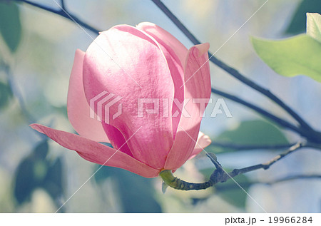 Magnolia or Tulip tree in botanical garden. Magnolia or Tulip tree in botanical garden. 19966284