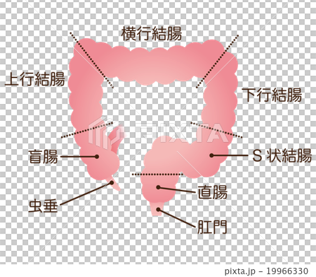 Name of colonic mechanism - Stock Illustration [19966330] - PIXTA