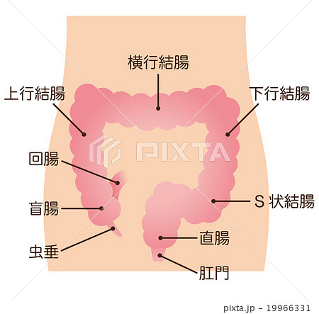 大腸 しくみ 名称 大腸 しくみ 名称 19966331