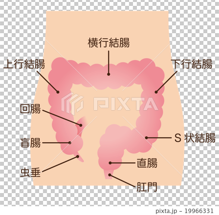 大腸 しくみ 名称 大腸 しくみ 名称 19966331