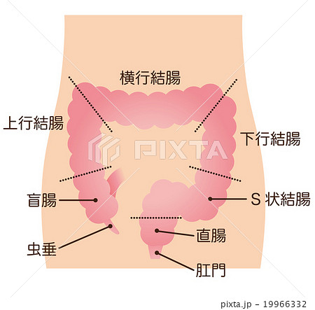 大腸　しくみ　名称 19966332