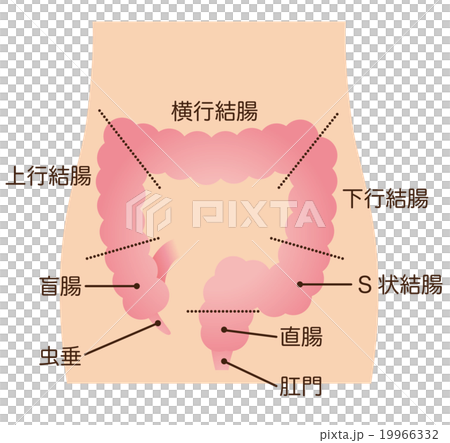 大腸　しくみ　名称 19966332