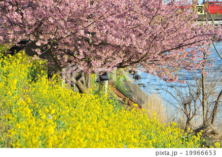 河津桜 河津桜 19966653