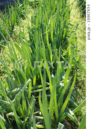 九条ネギ 19967654