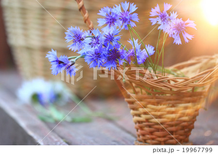 wild flowers in the field wild flowers in the field 19967799