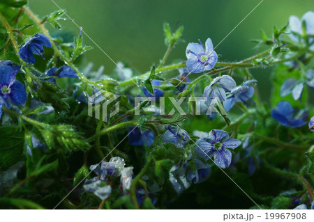 bright colorful flowers on a green background 19967908