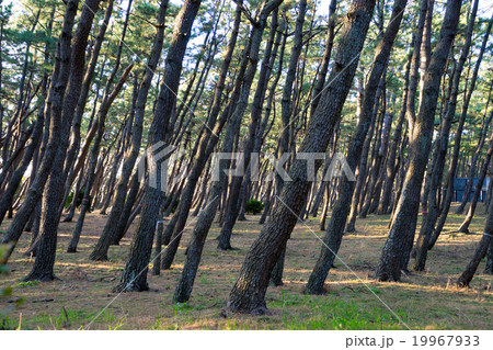 千本浜公園 千本浜公園 19967933