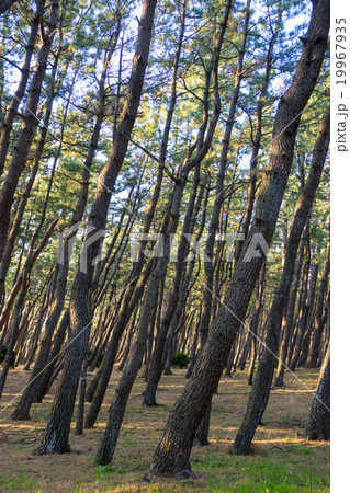 千本浜公園 19967935