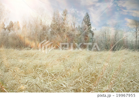 magical winter snow landscape trees snowfall 19967955