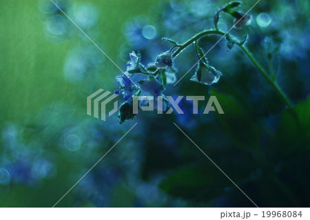 bright colorful flowers on a green background bright colorful flowers on a green background 19968084
