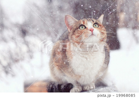 cute purebred cat 19968085