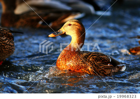 landscape wildlife duck drakes 19968323