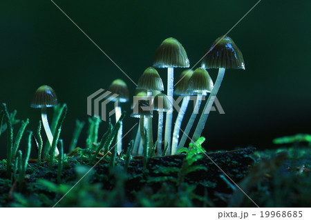 small mushrooms toadstools macro microcosm small mushrooms toadstools macro microcosm 19968685