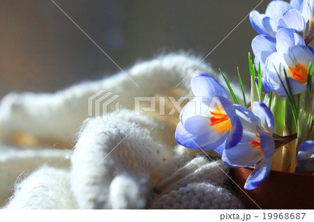 tender spring flowers wild tender spring flowers wild 19968687