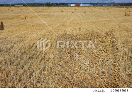 field landscape Indian summer grain harvest expanse 19968963