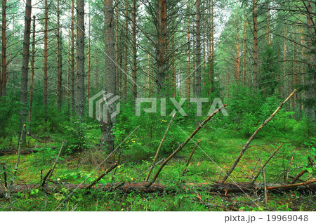 Summer dense forest landscape Summer dense forest landscape 19969048