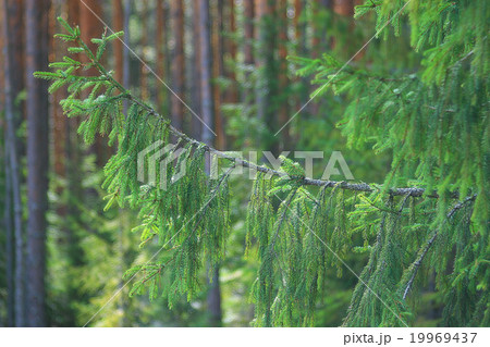 summer green forest landscape summer green forest landscape 19969437