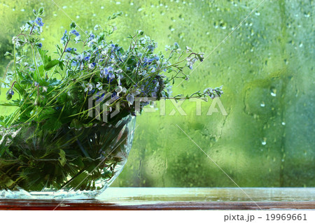 bright colorful flowers on a green background 19969661