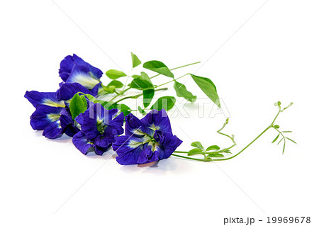 Vine of Butterfly Pea on white background, Herbal  19969678